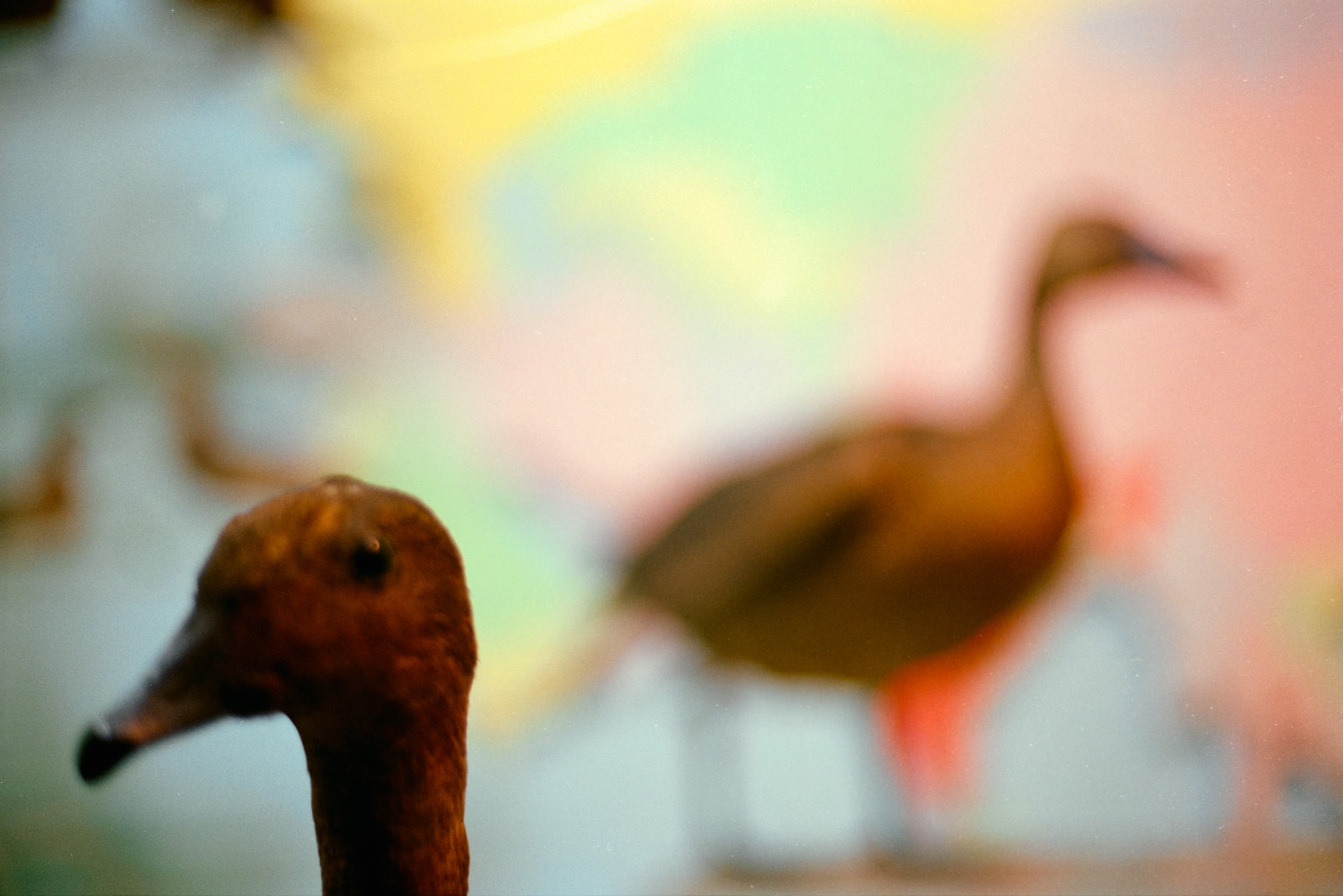 AHP film 2005 01 001 sc240825 img07 NLP